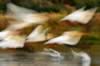 pelican blur 2.jpg (37kb)